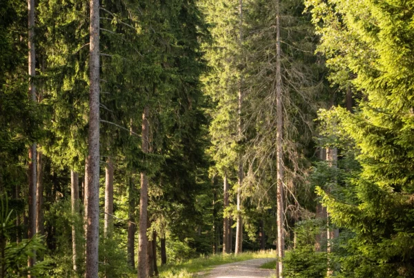 Hinauf zur Hornisgrinde