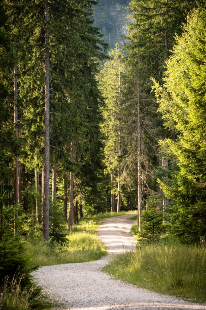 Waldweg im Schwarzwald mit hohen Tannen und grünem Unterholz, Sonnenlicht fällt durch die Bäume auf den Weg