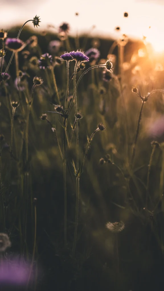 Wilde Blumenwiese im Sonnenuntergang mit warmem Licht und zarten violetten Blüten im Schwarzwald Resort Maison Talmühle