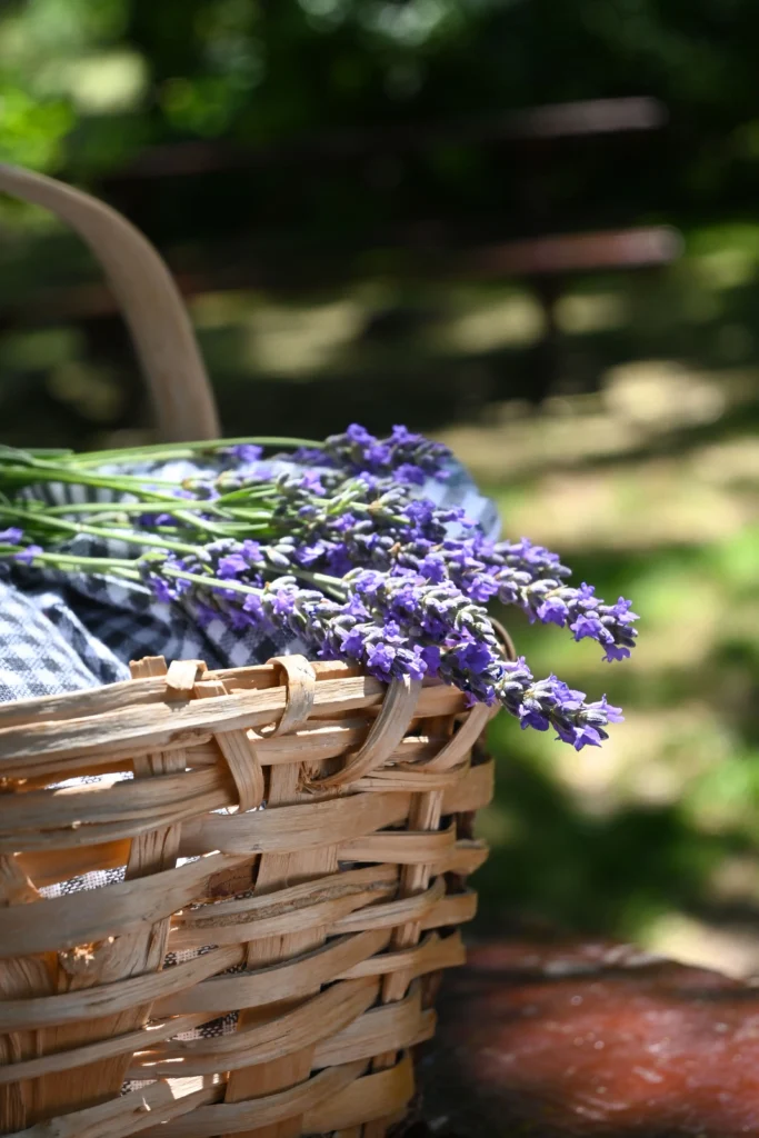 Korb mit frischem Lavendel und kariertem Tuch im Sonnenlicht, entspannte Atmosphäre im Schwarzwald Boutique Resort Spa