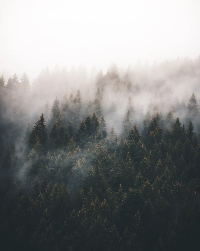 Nebel zieht durch dichten Schwarzwald mit hohen Tannenbäumen im Maison Talmühle Resort und Spa