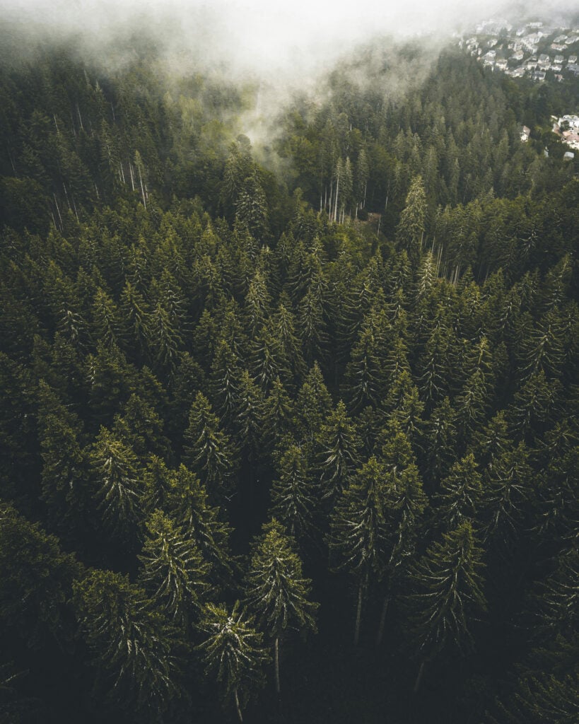 Luftaufnahme eines dichten Schwarzwald-Tannenwaldes mit Nebelschwaden und einem Dorf am Waldrand bei Maison Talmühle Resort