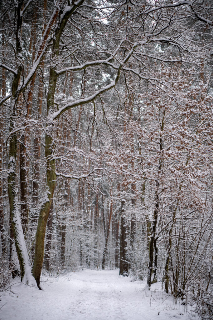 Verschneiter Waldweg im Schwarzwald mit Bäumen, deren Äste und Blätter von Schnee bedeckt sind, ruhige Winterlandschaft