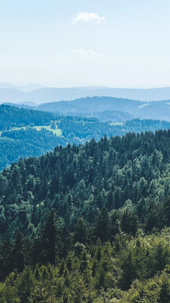 Blick auf dichte Tannenwälder und sanfte Hügel im Schwarzwald bei klarem Himmel, ideal für Wellness und Natururlaub.